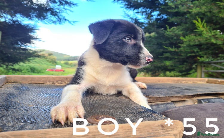 Border Collie dogs - Advert 2