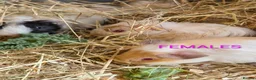 Guinea Pig rodents for sale: Beautiful Baby Guinea Pigs - Males  - Advert 3