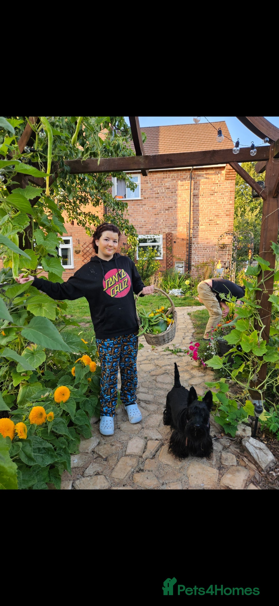 Scottish Terrier dogs for sale: Scottish terrier Puppies  - Advert 5