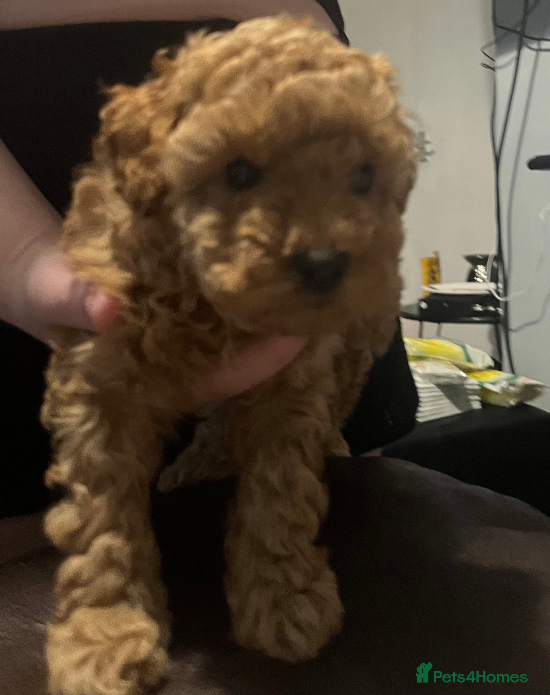 Toy Poodle dogs  Toy poodle apricot male  - Advert 13