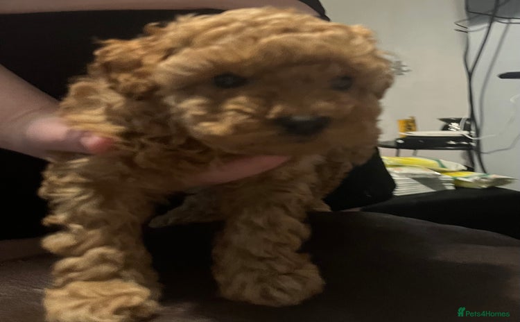 Toy Poodle dogs  Toy poodle apricot male  - Advert 2