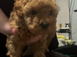 Toy Poodle dogs for sale: Toy poodle apricot male - Advert 1