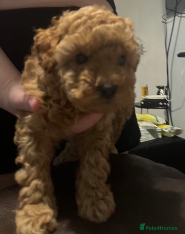 Toy Poodle dogs Toy poodle apricot male - Advert 2