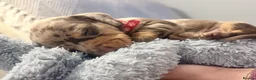 Miniature Dachshund dogs for sale: Beautiful miniature dachshund puppies  - Advert 13