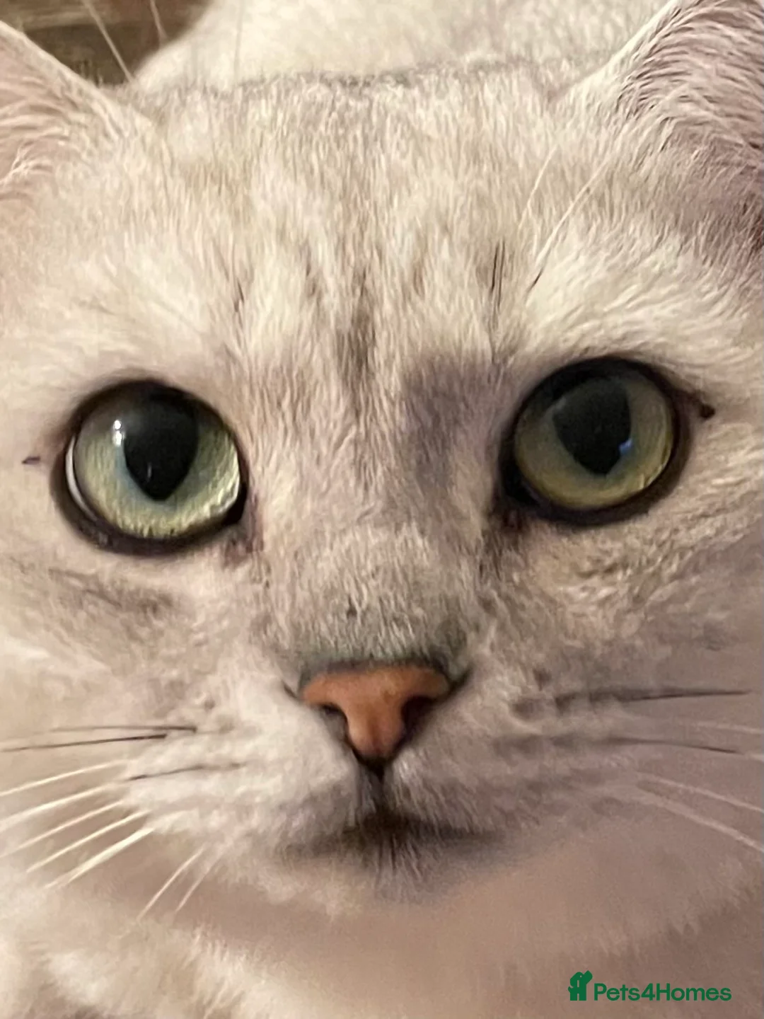 British Shorthair cats for stud: Stunning GCCF stud - Advert 1