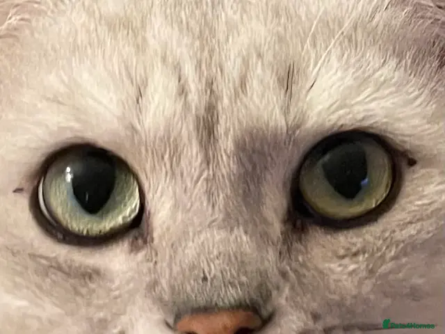 British Shorthair cats for stud: Stunning GCCF stud - Advert 2
