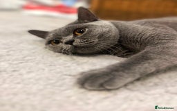British Shorthair cats for sale: Meet the GCCF British Shorthair - Cuties - Image 11
