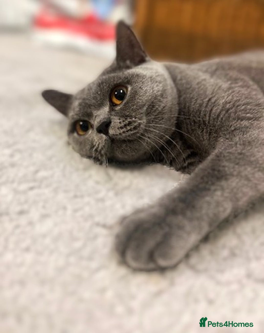 British Shorthair cats for sale: Meet the GCCF British Shorthair - Cuties - Image 11