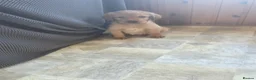 Mixed Breed dogs for sale: ALL REHOMED Vizslador Puppies  - Advert 15