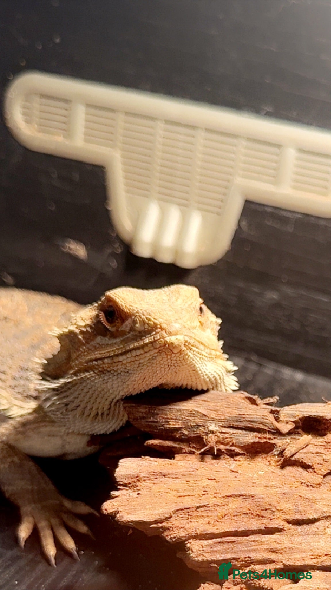 Bearded Dragon reptiles Bearded dragon and set up for sale - Advert 7