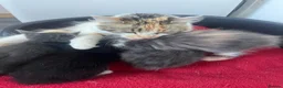 Mixed Breed cats for sale: Friendly, Playful Kittens - Advert 2