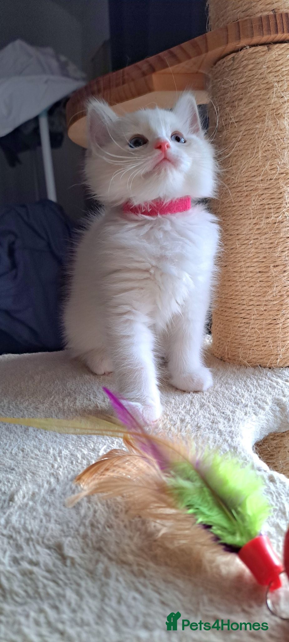 Ragdoll cats Pure breed GCCF Reg kittens - Advert 15