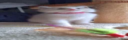 Ragdoll cats for sale: Pure breed GCCF Reg kittens - Advert 5