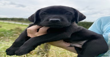 Labrador Retriever dogs - Advert 15