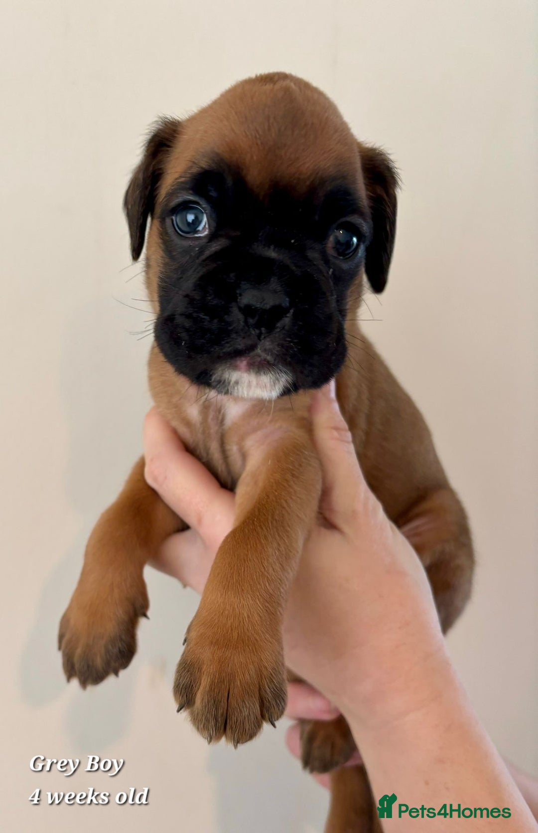 Boxer dogs for sale: 9 Beautiful Boxer Pups - Available from 22/12/2025 - Advert 18
