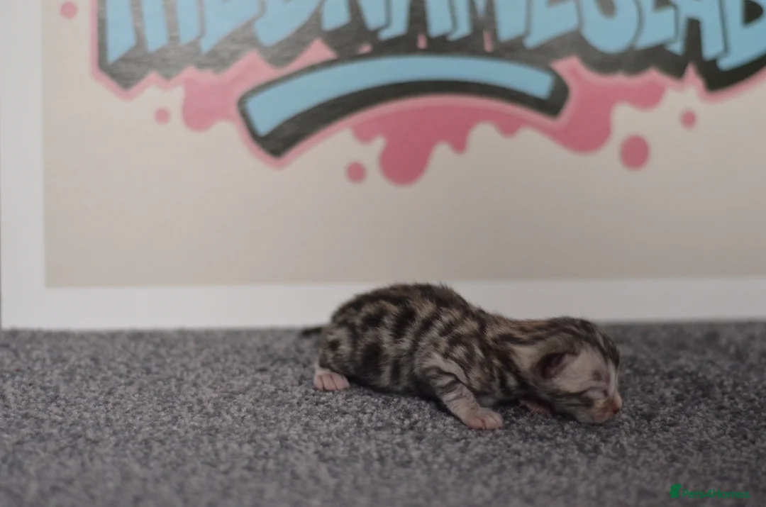 Bengal cats for sale: 🧬LIMITED BENGAL KITTENS🧬 2 females left - Advert 38