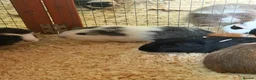Guinea Pig rodents for sale: Pairs of young Guinea Pigs.  in Brigg - Advert 2