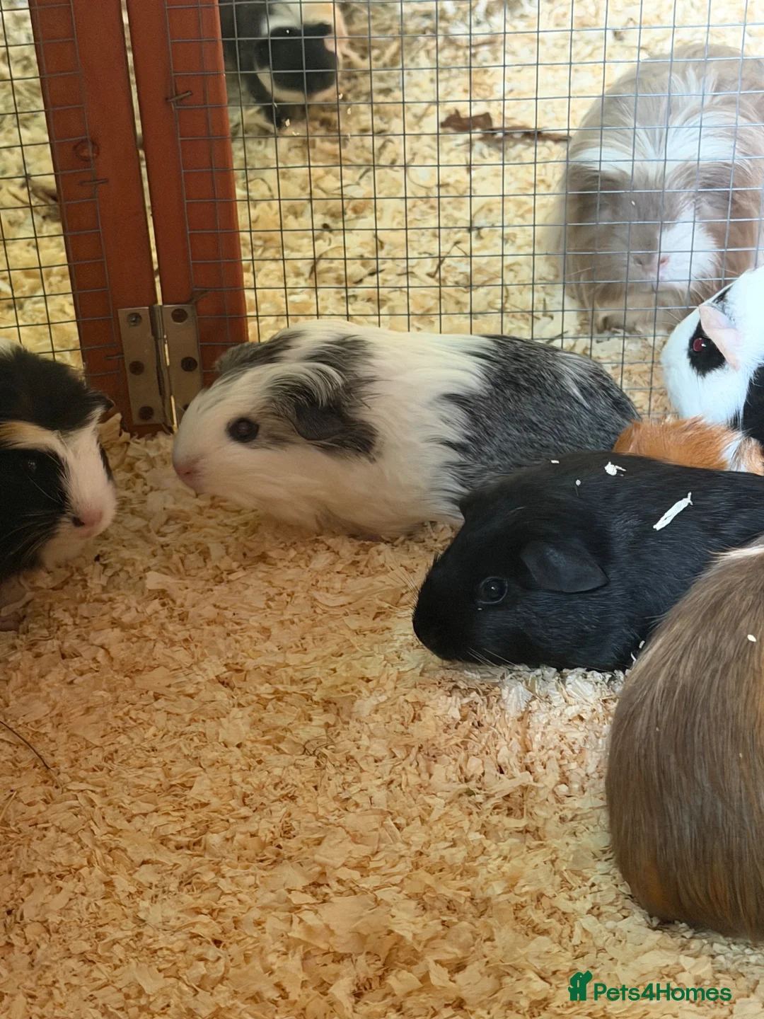 Guinea Pig rodents for sale: Pairs of young Guinea Pigs.  in Brigg - Advert 2