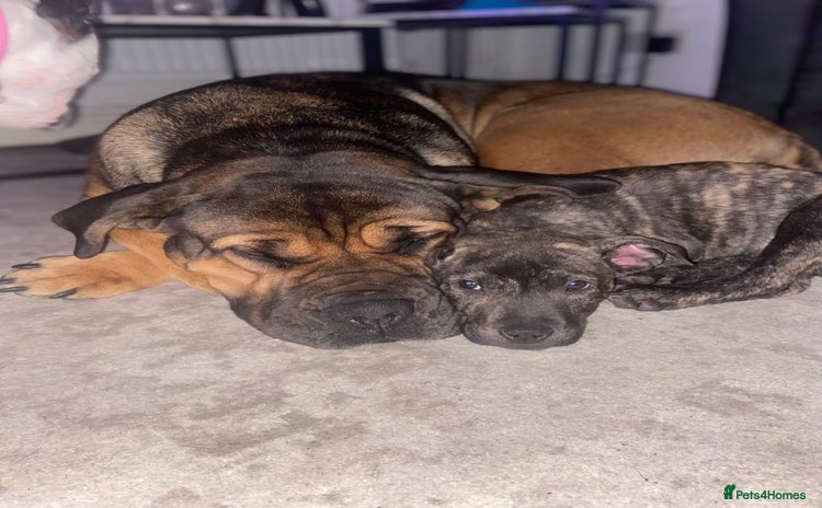 Staffordshire Bull Terrier dogs - Advert 1