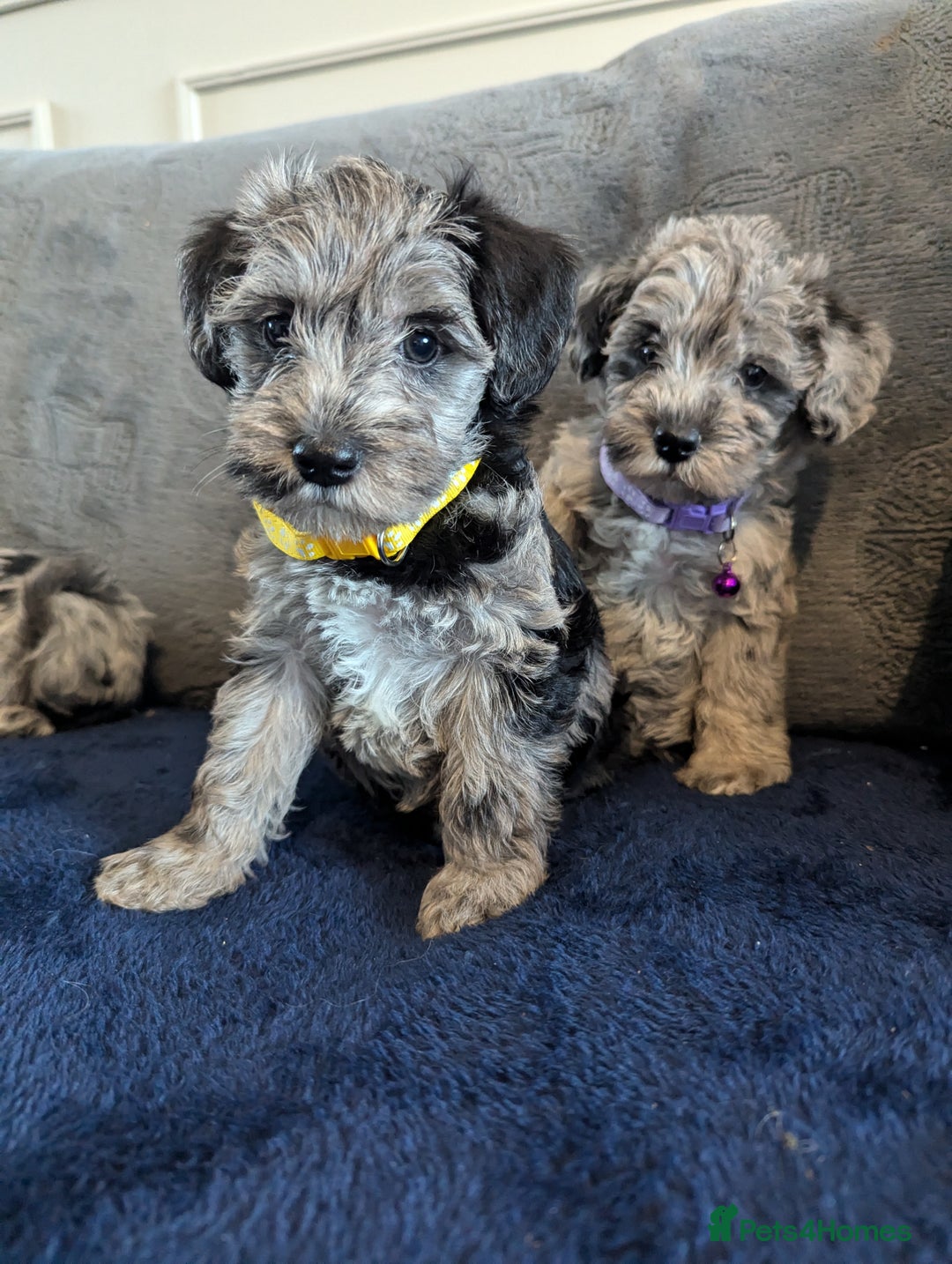 Miniature Poodle dogs for stud: Merle Miniature Poodle at Stud - Advert 7