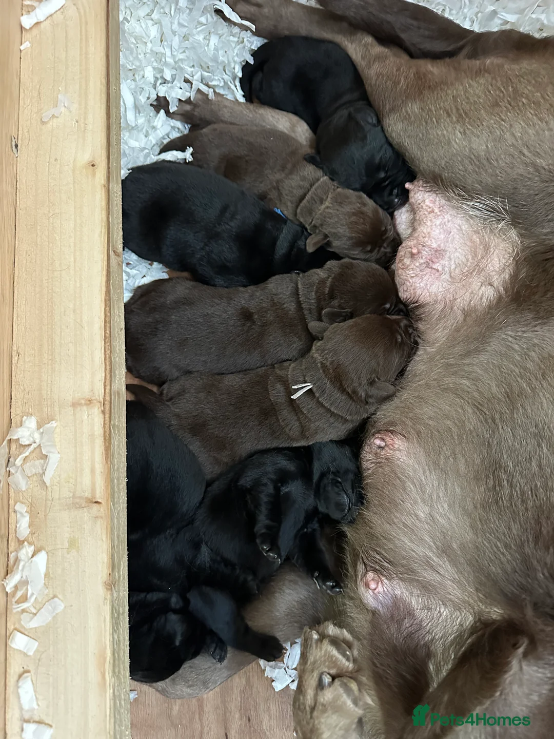 Labrador Retriever dogs for sale: Labrador retriever puppies in Loughborough - Advert 2