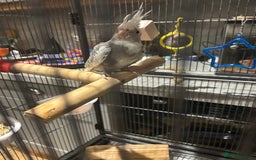 Cockatiels birds for sale: Beautiful, vocal baby cockatiel male - Image 4