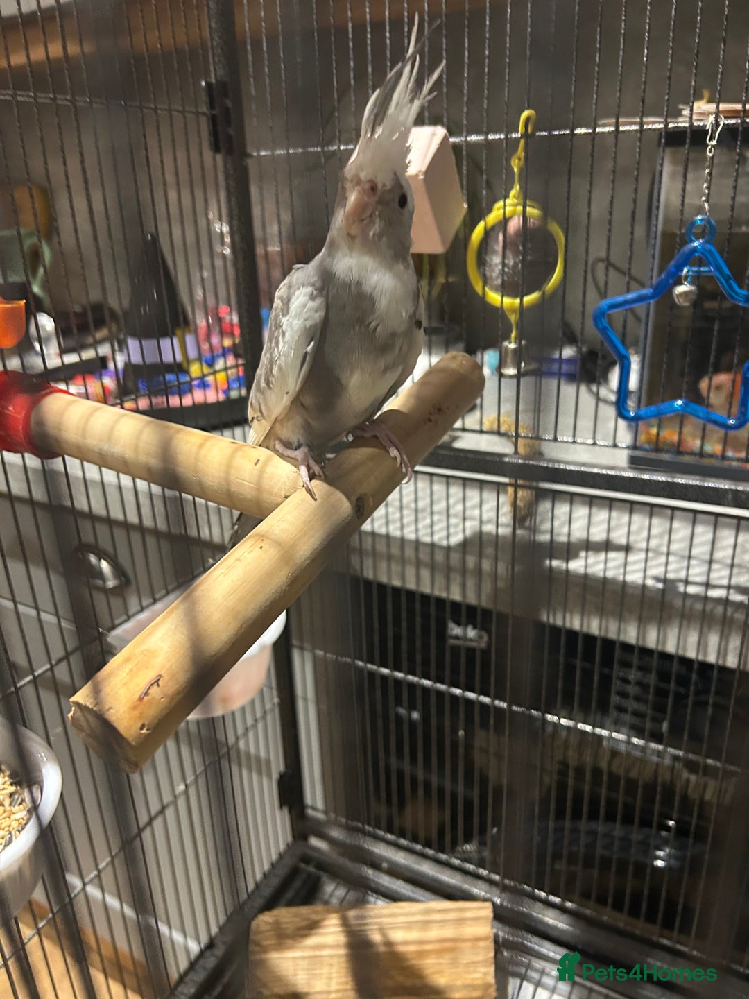 Cockatiels birds for sale: Beautiful, vocal baby cockatiel male - Image 4