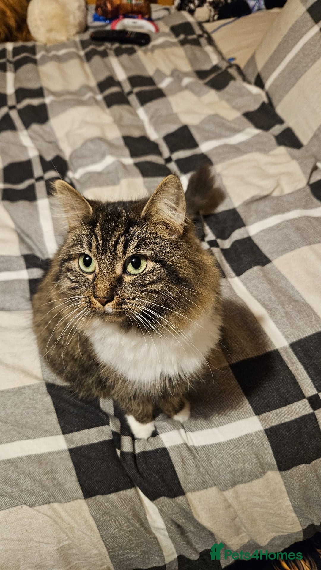 Norwegian Forest Cat cats for sale: For rehome norweigin forest cross ragdoll  - Advert 2