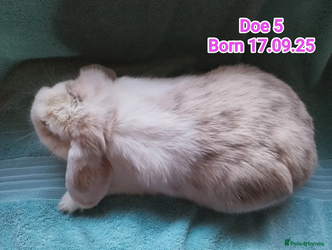 Mini Lop rabbits for sale: 5 Mini Lop Doe's looking for homes 🥰 - Advert 11