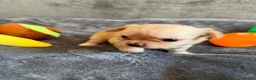 Chihuahua dogs for sale: Stunning Chihuahua Puppies Ready Soon 🐾 - Advert 18