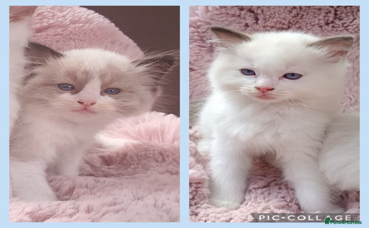 Ragdoll cats - Advert 8