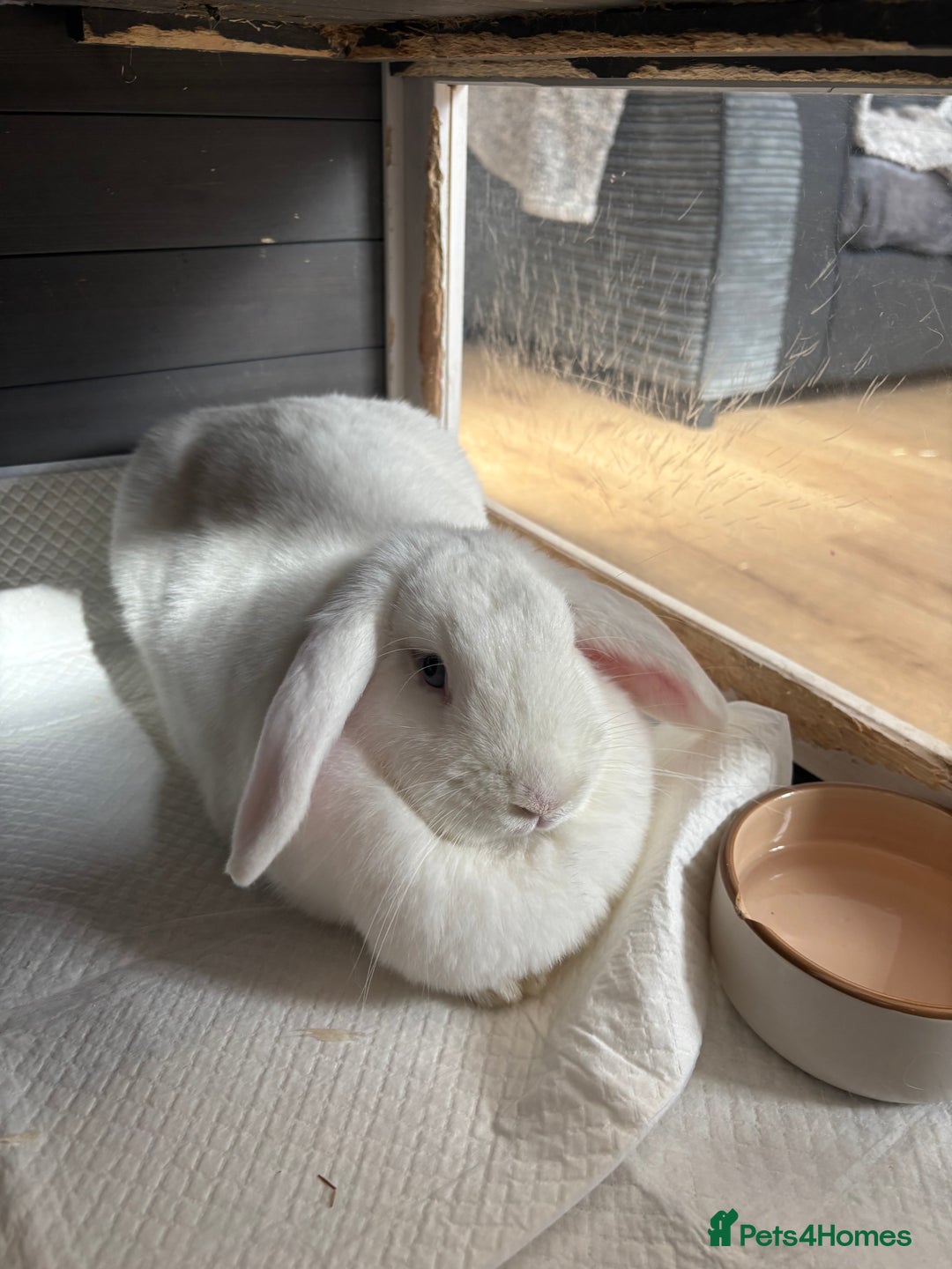 Vienna rabbits for sale: Snowy white rabbit  - Advert 3