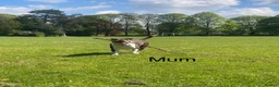 Mixed Breed dogs for sale: Bull pei x  - Advert 16