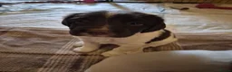 English Springer Spaniel dogs for sale: ​Working Springer Spaniel Bitches – Ready Soon!  - Advert 3