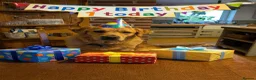 Golden Retriever dogs for sale: Waiting list open  - Advert 23