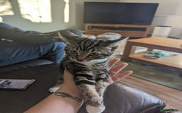 Domestic Shorthair cats for sale: Kittens for rehoming  - Image 5