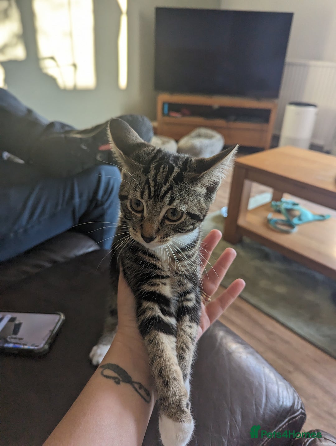Domestic Shorthair cats for sale: Kittens for rehoming  - Image 5