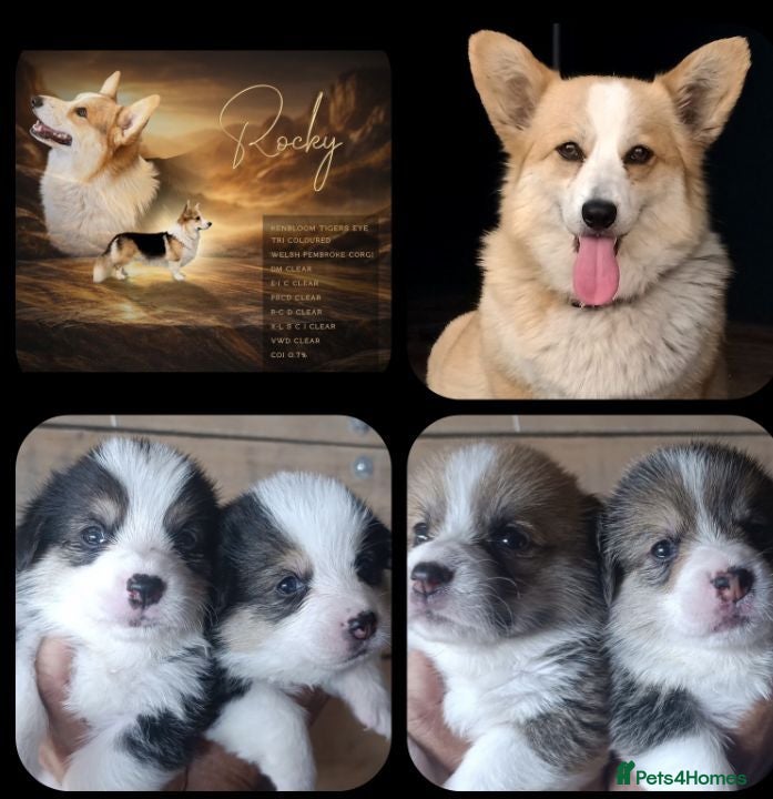 Welsh Corgi Pembroke dogs KC registered health tested parents  - Advert 8