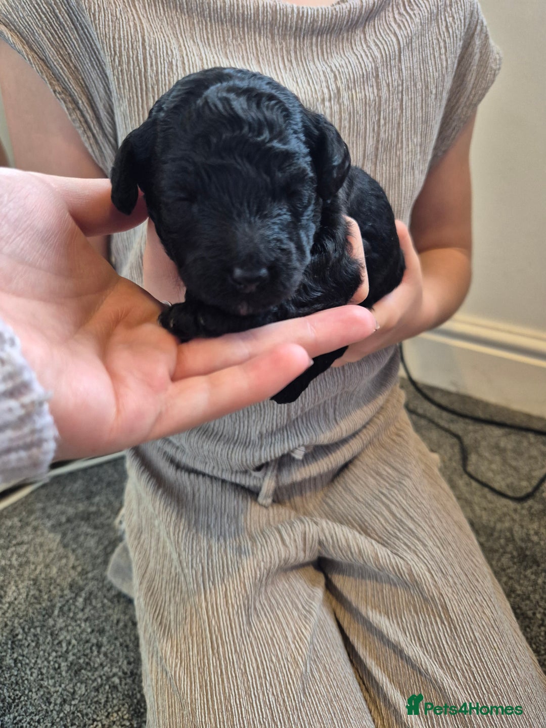 Toy Poodle dogs for sale: 5 beautiful black toy poodle puppies - Image 8