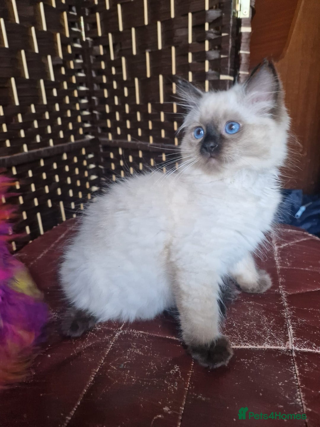 Ragdoll cats for sale: 1 Ragdoll girl left looking for a loving home  - Image 10