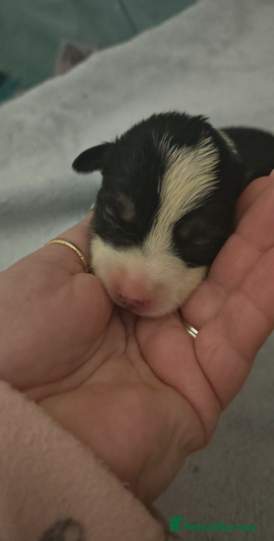 Border Collie dogs for sale: Border Collie Puppies  - Advert 6