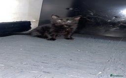 Mixed Breed cats for sale: 2 male black kittens  - Image 17