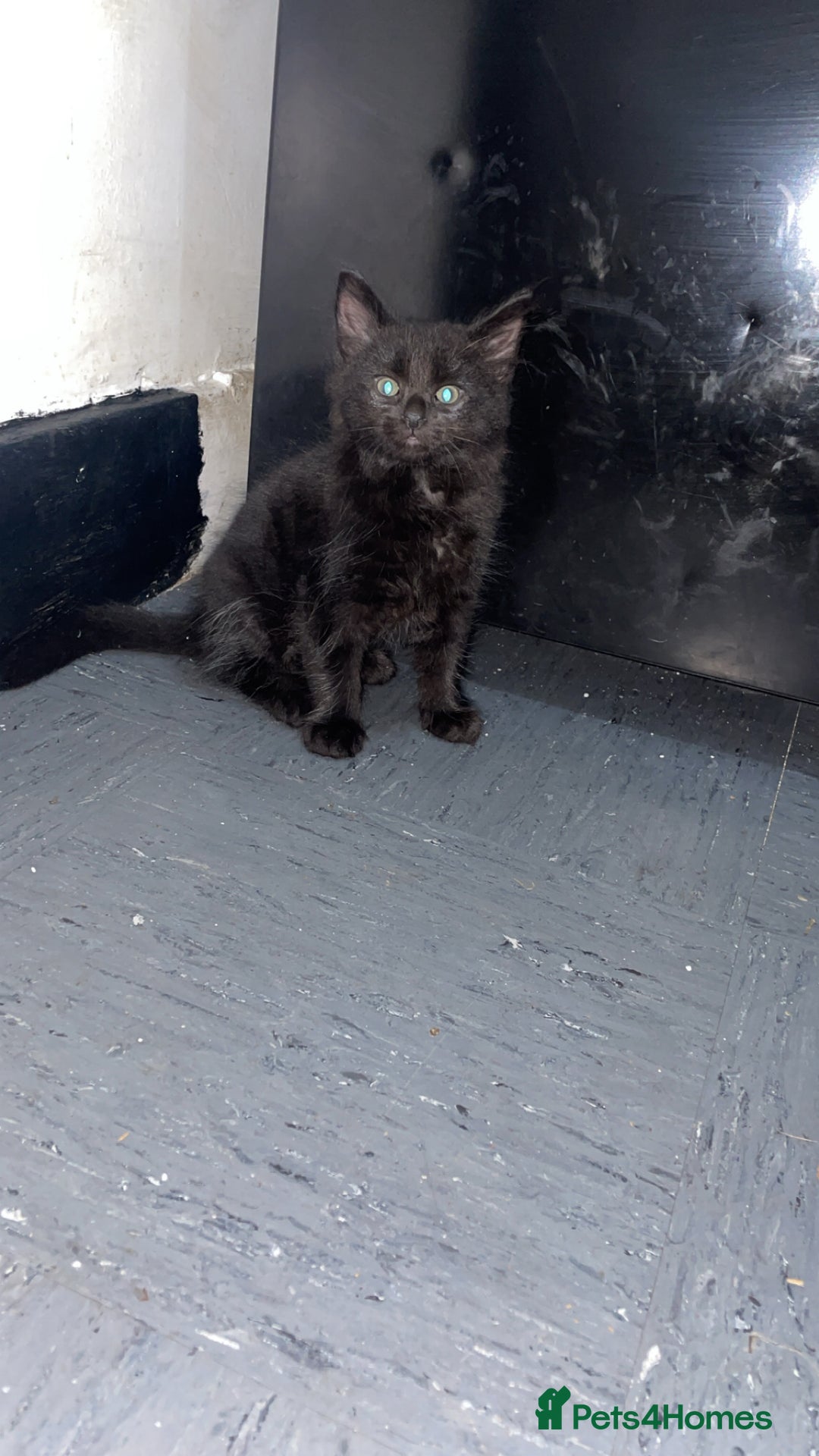 Mixed Breed cats for sale: 2 male black kittens  - Image 17