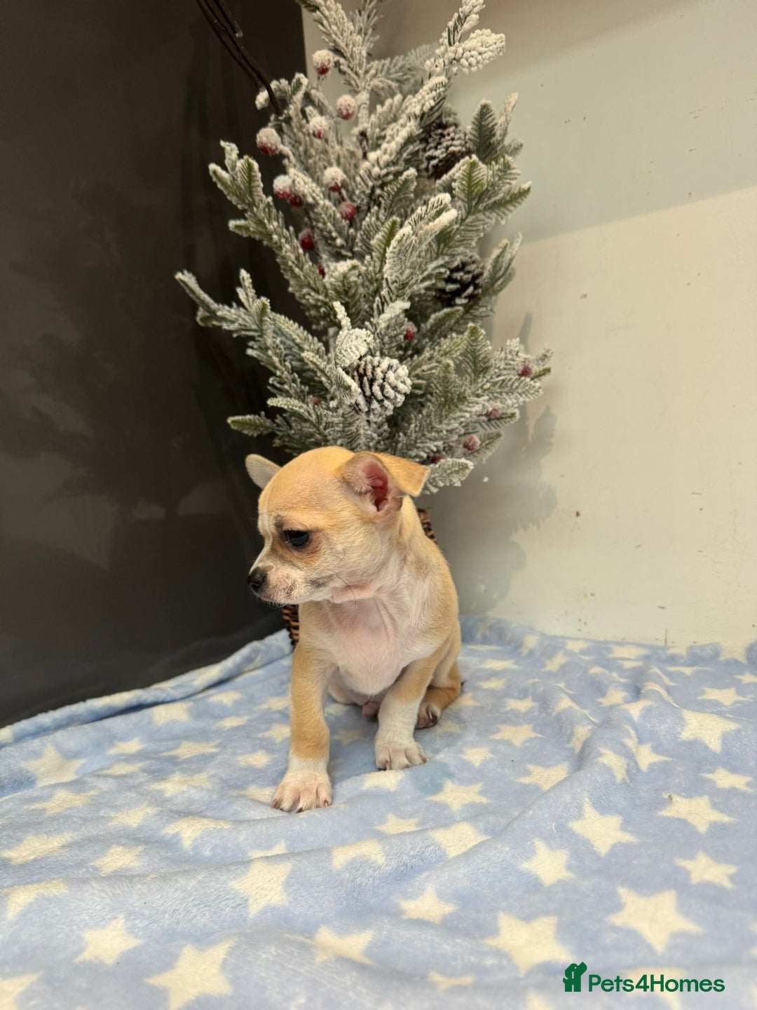 Chihuahua dogs for sale: Chihuahua  - Advert 17