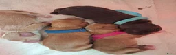 Cocker Spaniel dogs for sale: Working Cocker Spaniel Puppies - Advert 3