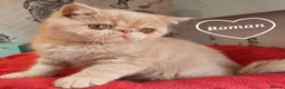 Exotic cats for sale: Chunky Gccf registered ( Lilac carrier boys - Advert 16