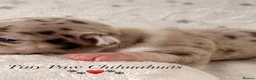 Chihuahua dogs for sale: Beautiful Chihuahua Puppies Raised in Loving Home - Advert 34