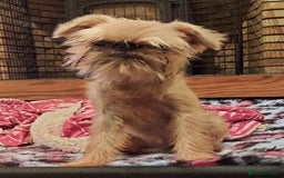 Griffon Bruxellois dogs for sale: kc Griffon Bruxellois - Image 4