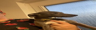 Whippet Puppy 2