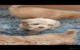 Cavapoo dogs for sale: Cavapoo puppies  - Image 11